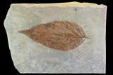 Detailed Fossil Hackberry Leaf - Montana #95311-1